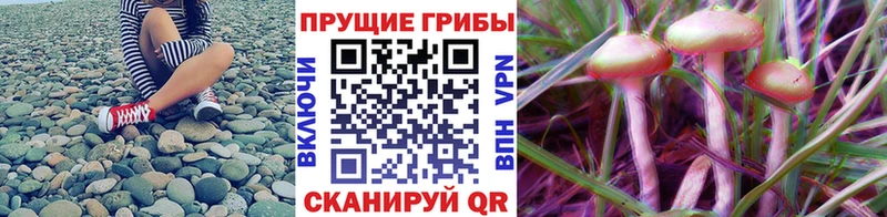 магазин продажи наркотиков  Усть-Джегута  это как зайти  Галлюциногенные грибы ЛСД 